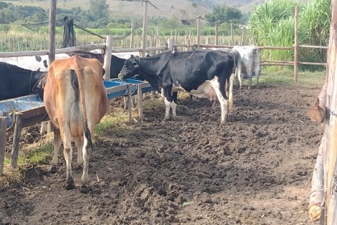 Programa de reprodução bovina auxilia produtores rurais de Pinda e melhora qualidade genética do rebanho