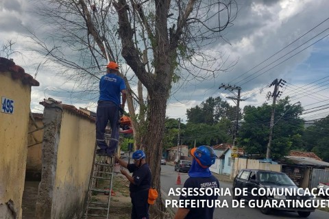 Defesa Civil realiza corte de árvore nas margens da Rodovia Washington Luiz